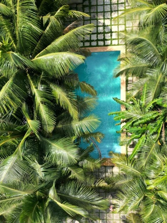 North39’s swimming pool surrounded by coconut palms, viewed from above